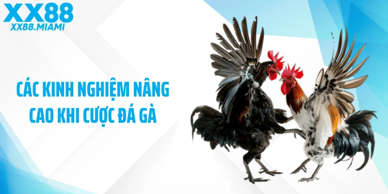 Các kinh nghiệm nâng cao khi cược đá gà